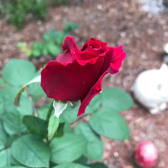 Meet your Posher, Ciara - Picture 1 of 1